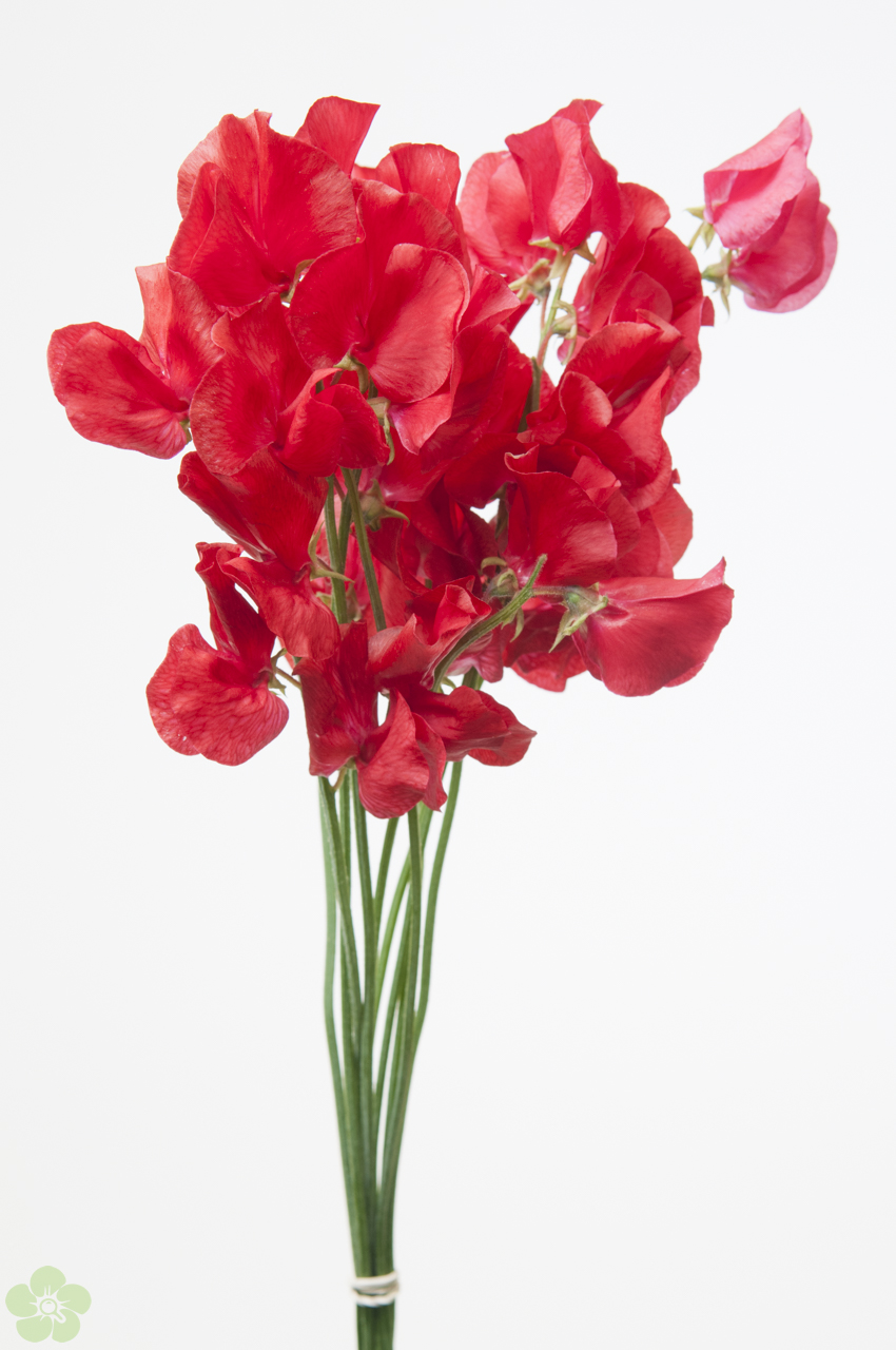 floweracademy