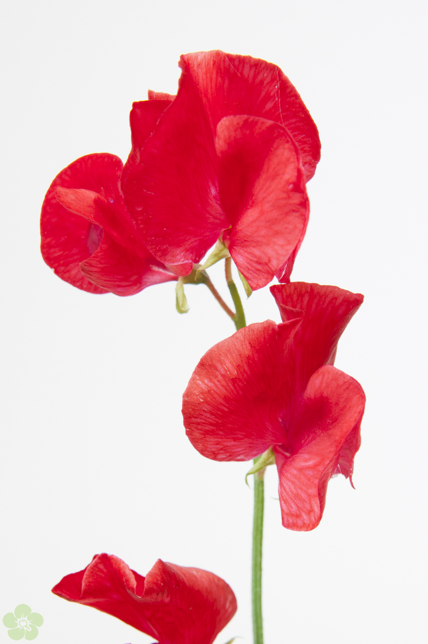 floweracademy