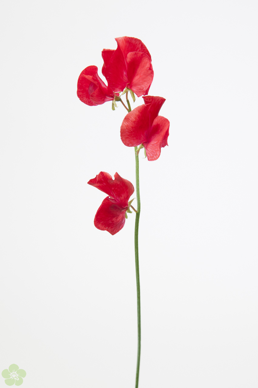 floweracademy