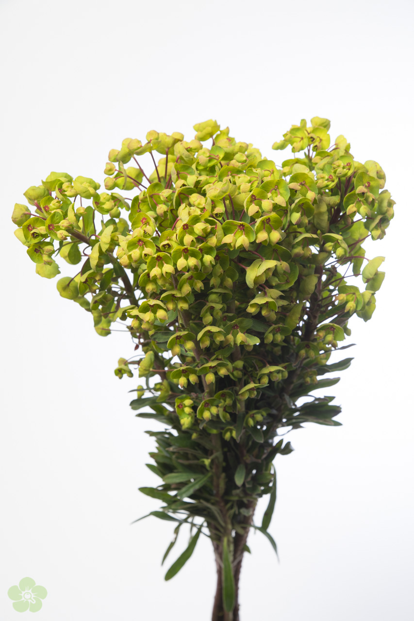 floweracademy