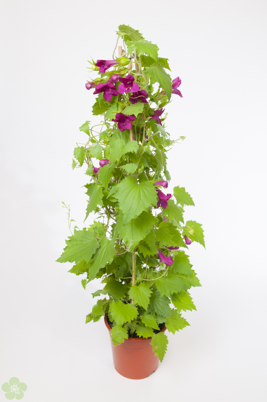 floweracademy