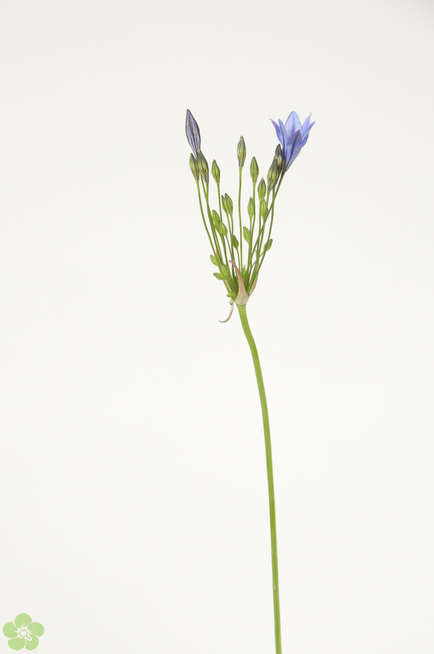 floweracademy