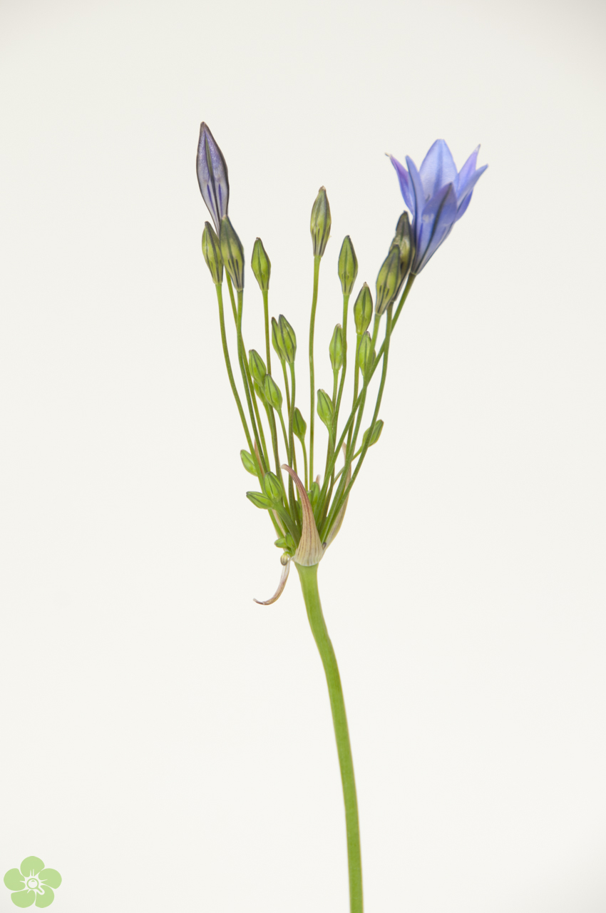 floweracademy