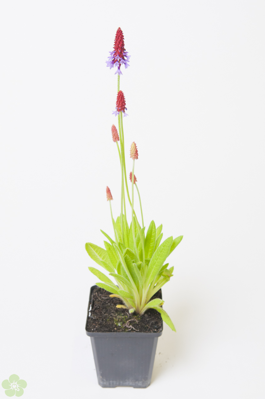 floweracademy