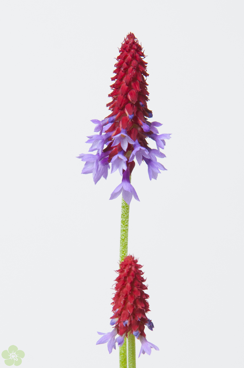 floweracademy