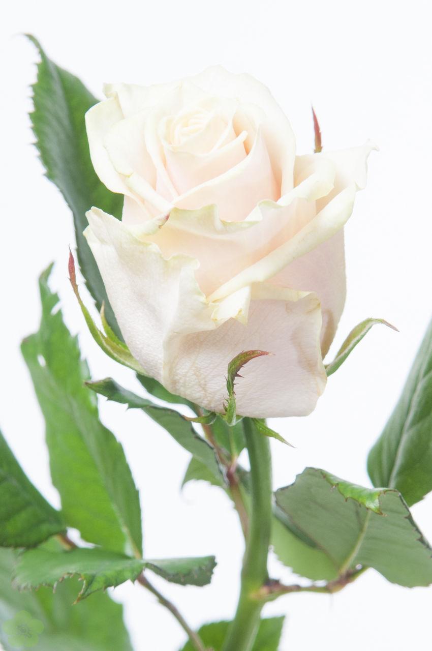 floweracademy