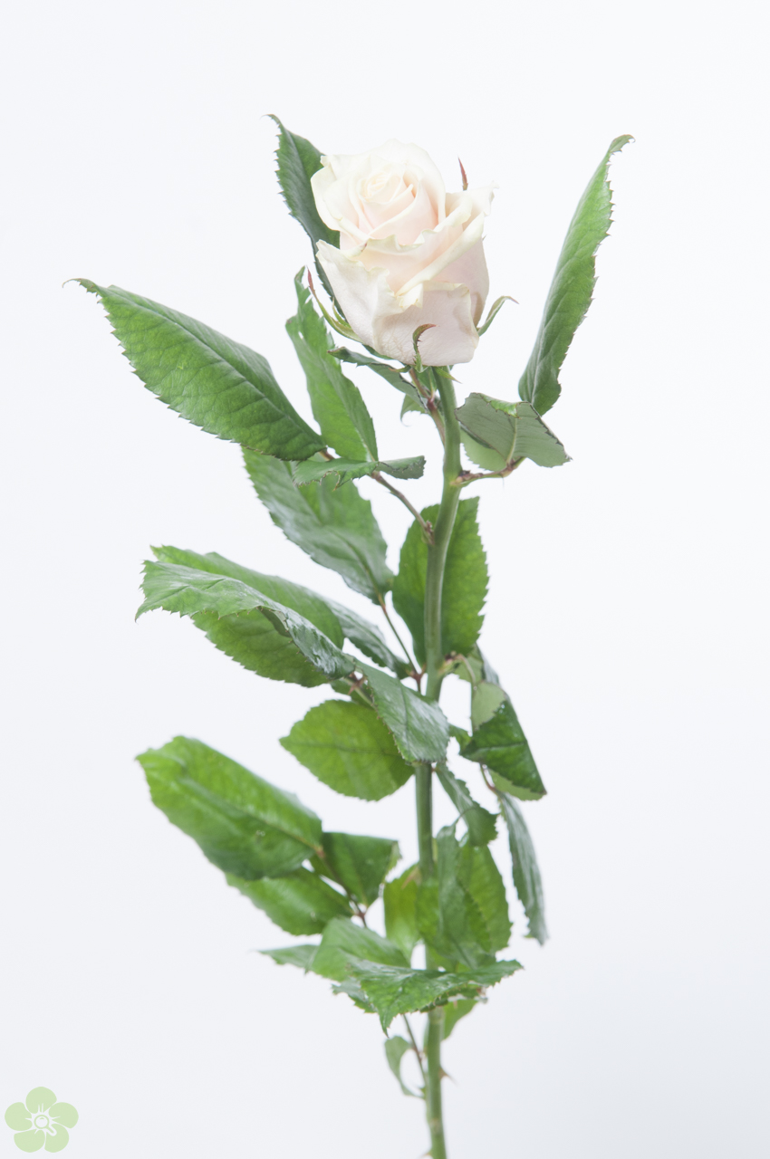 floweracademy