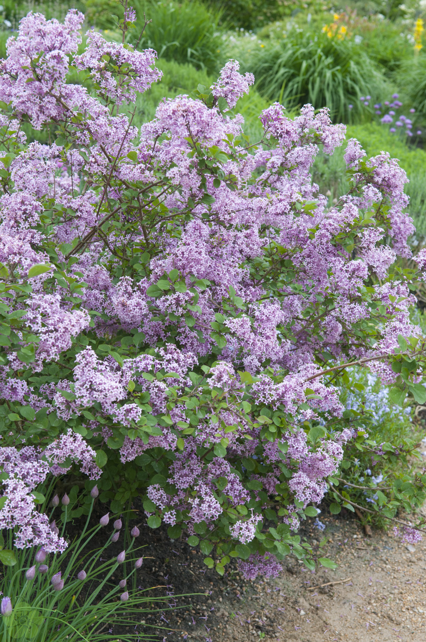 floweracademy