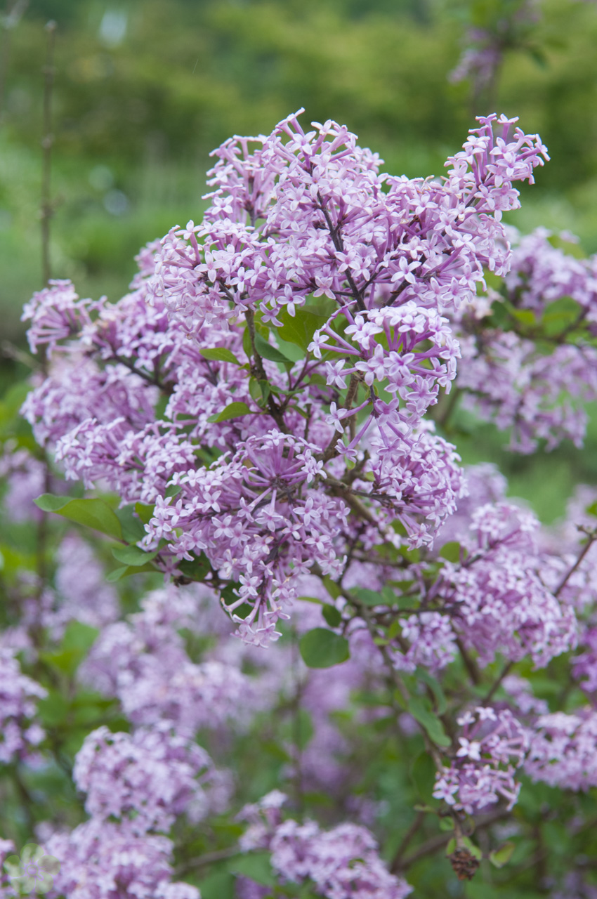 floweracademy