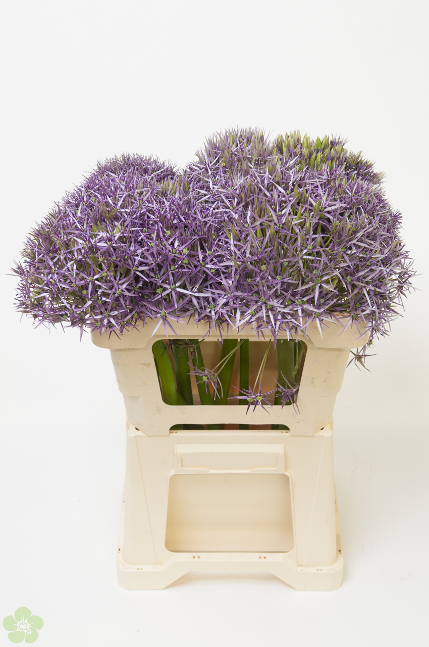floweracademy