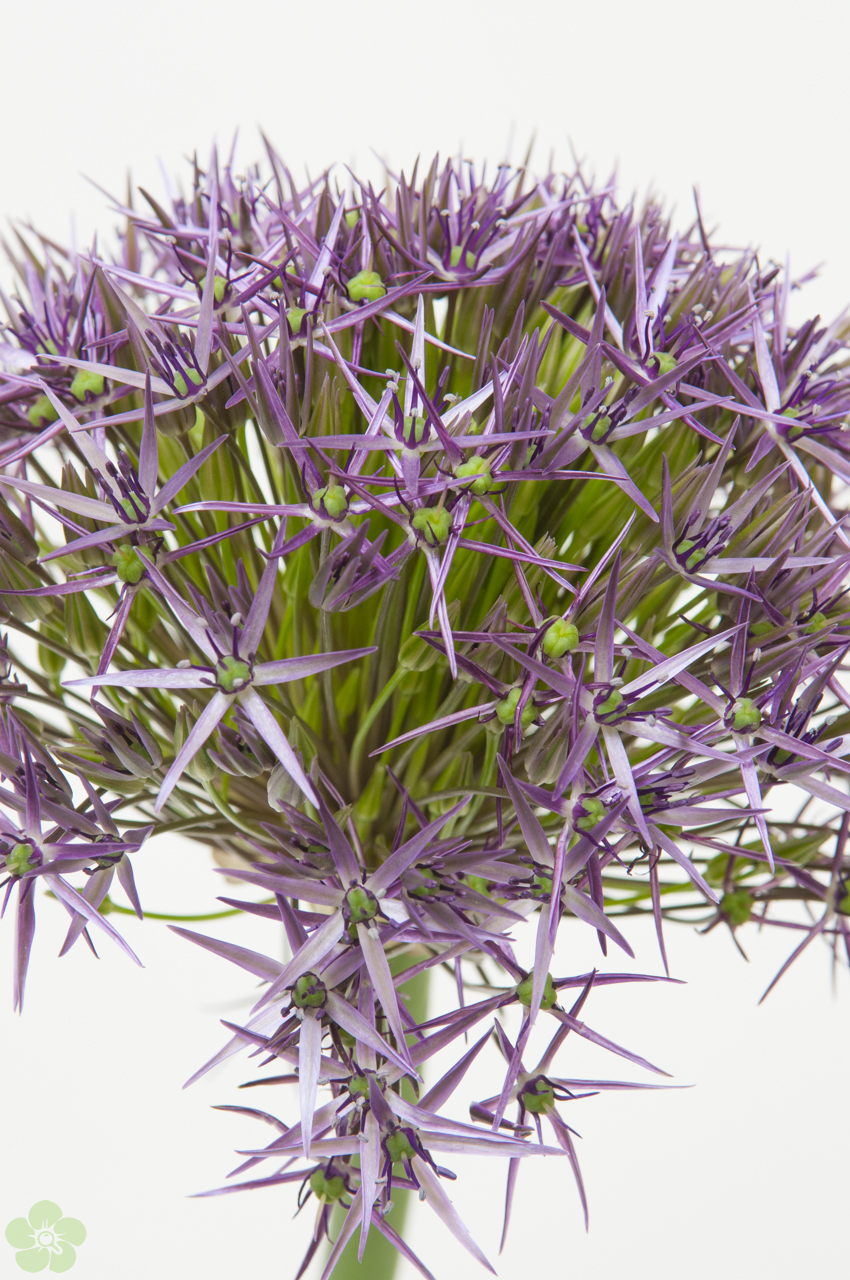 floweracademy