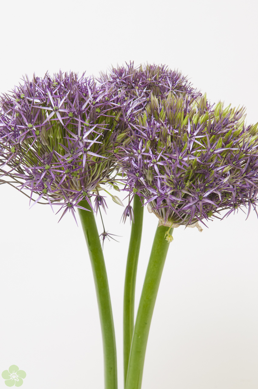 floweracademy