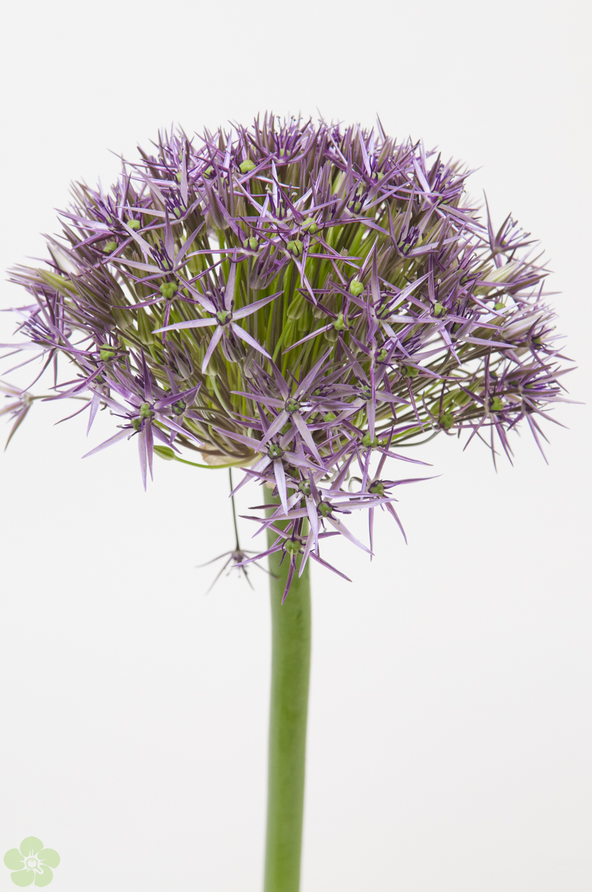floweracademy