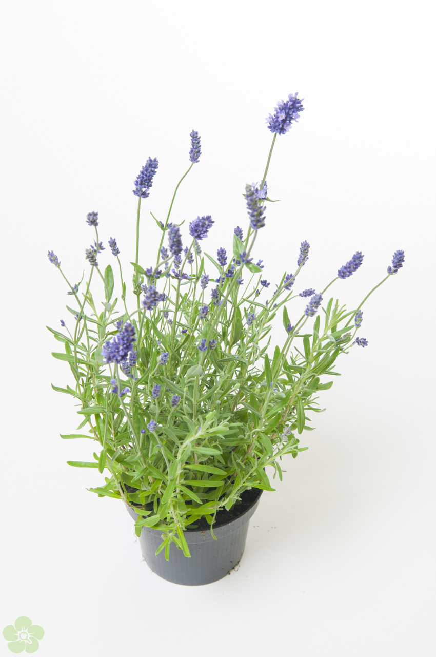 floweracademy