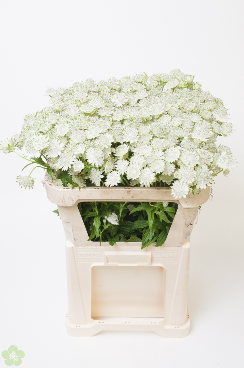 floweracademy
