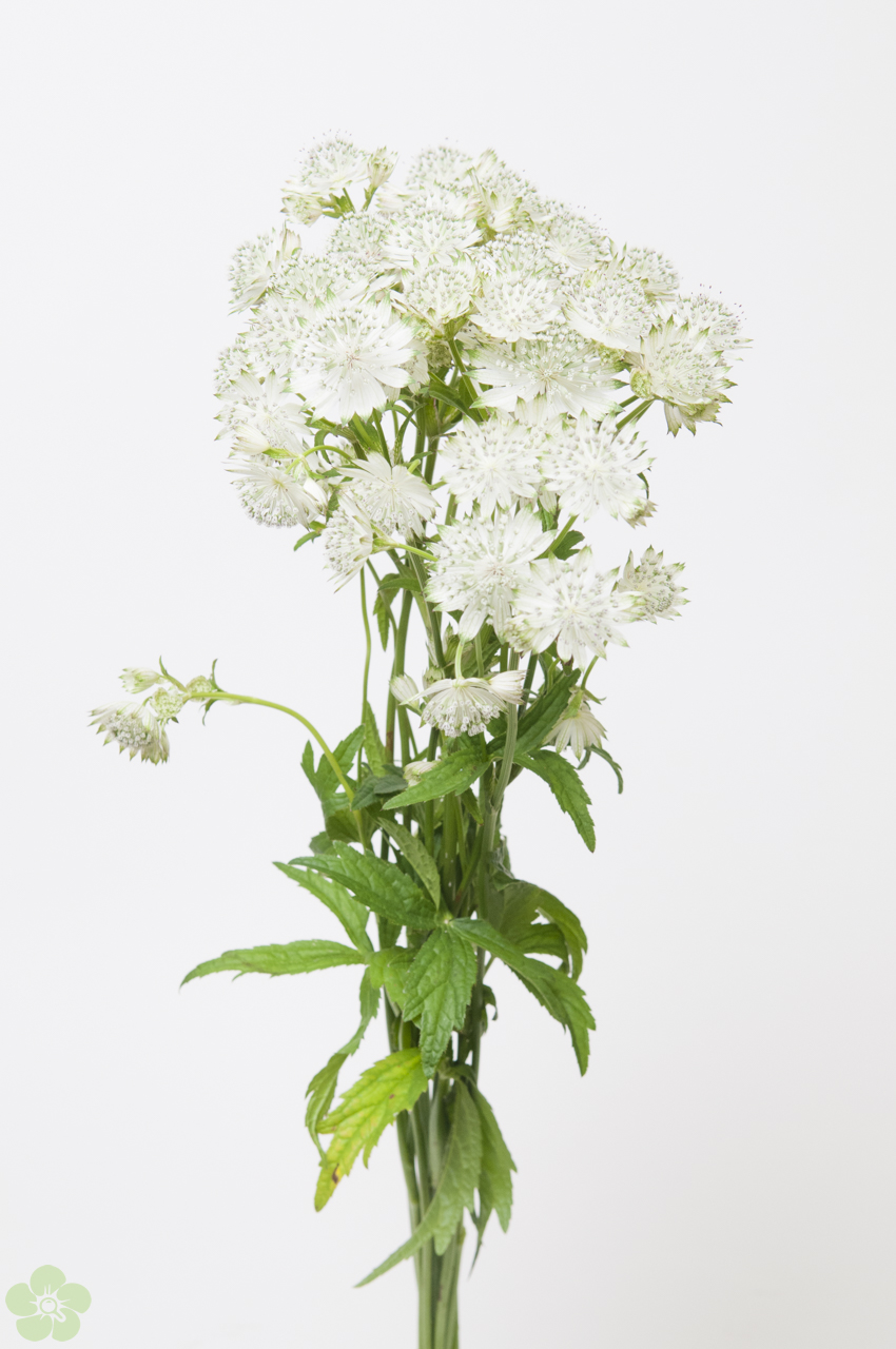 floweracademy