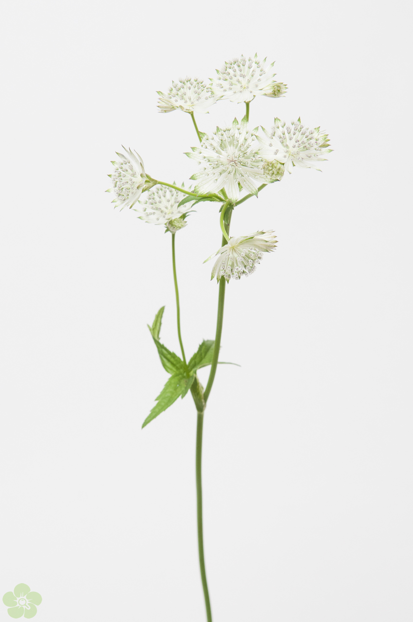 floweracademy