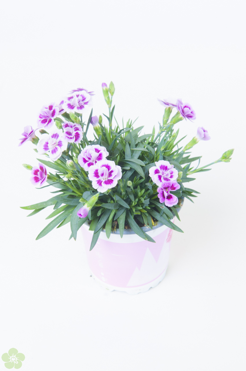 floweracademy