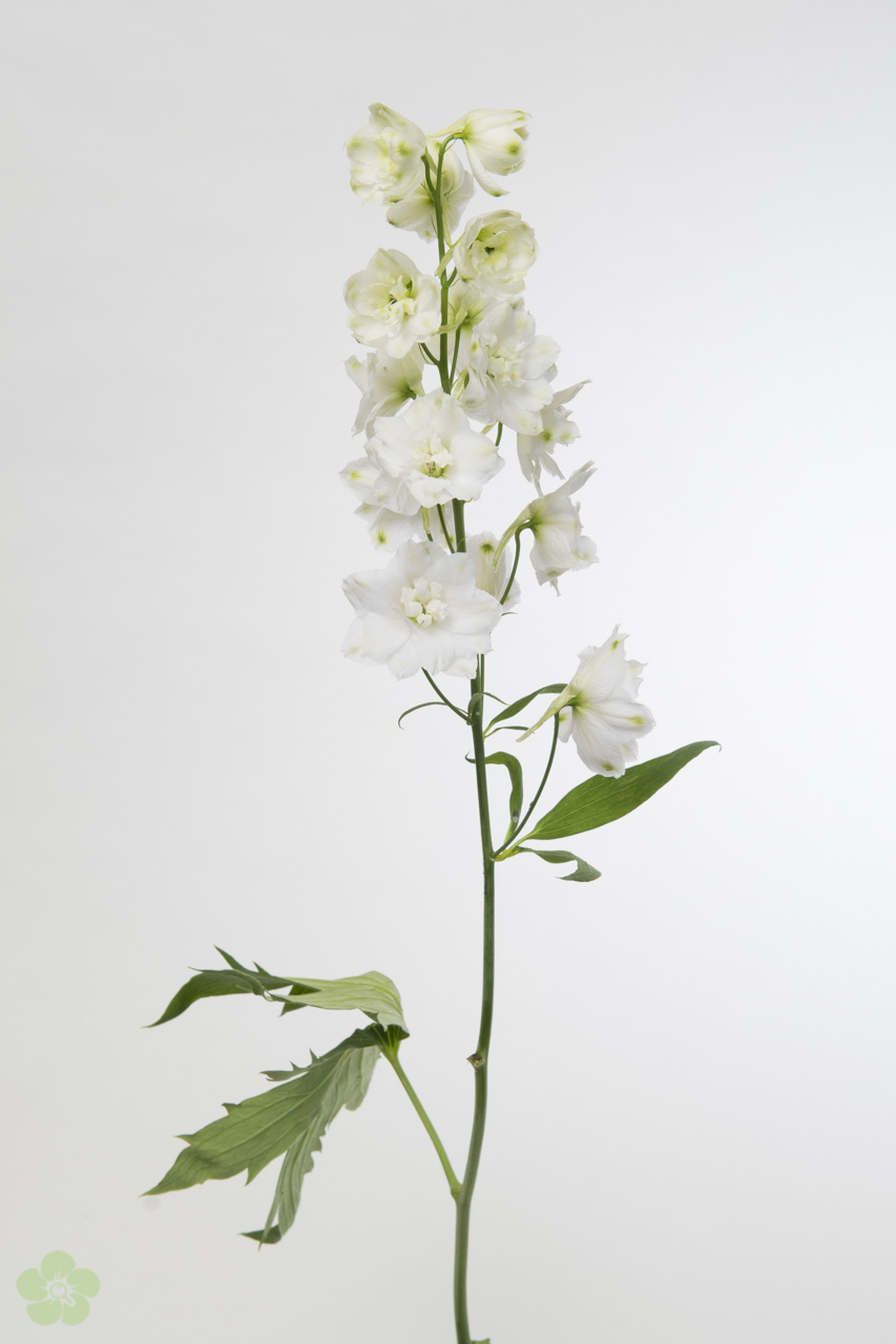 Delphinium white Centurion 70cm (Delphinium) - Blumengroßhandel | Heyl / Floristikgroßhandel