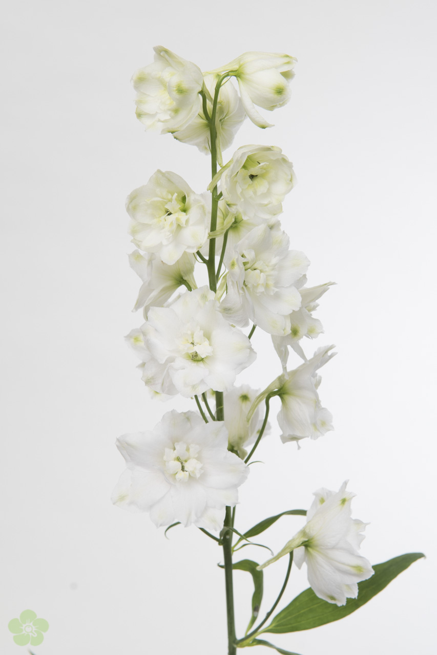 / 70cm Delphinium Centurion (Delphinium) | white Heyl Floristikgroßhandel Blumengroßhandel -
