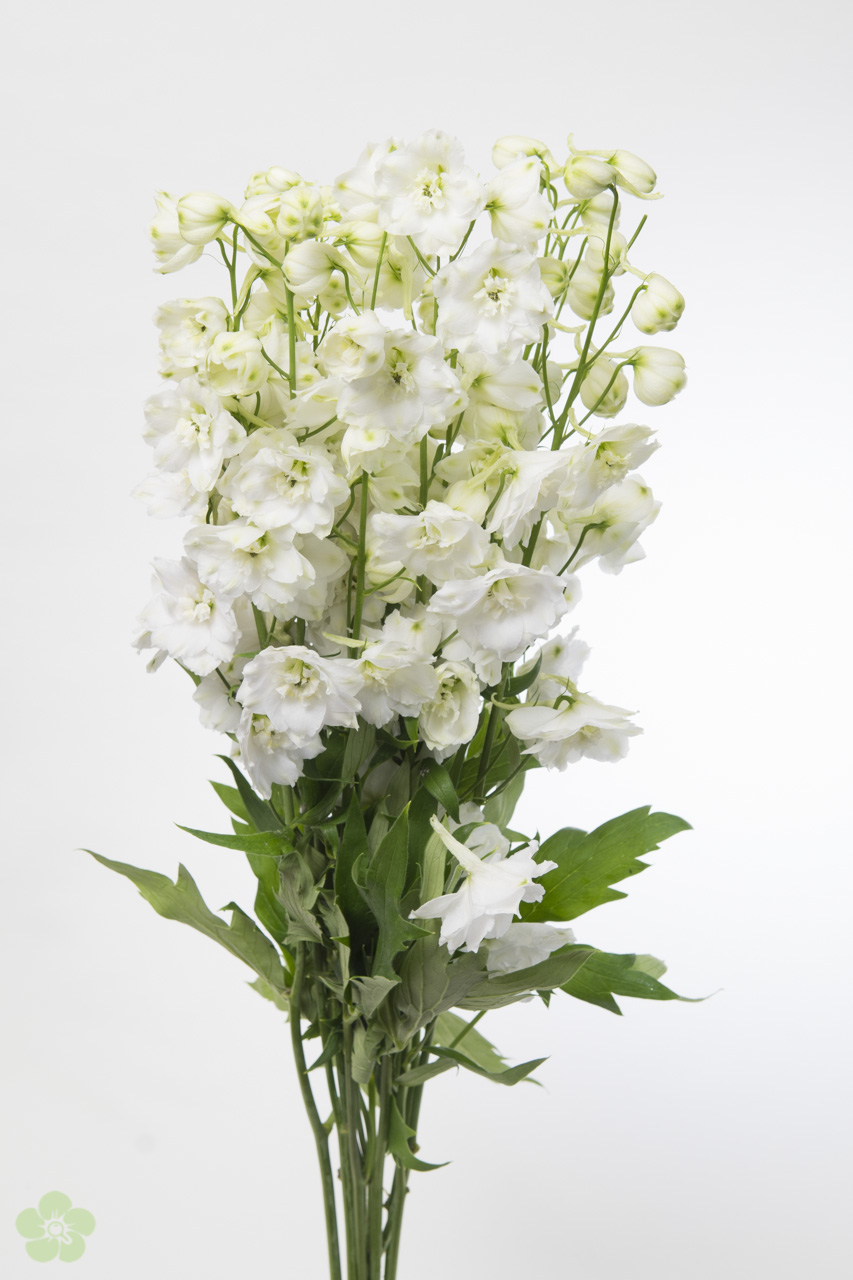 Centurion - white Floristikgroßhandel Blumengroßhandel 70cm Delphinium (Delphinium) Heyl / |