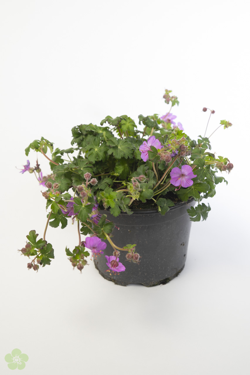 floweracademy