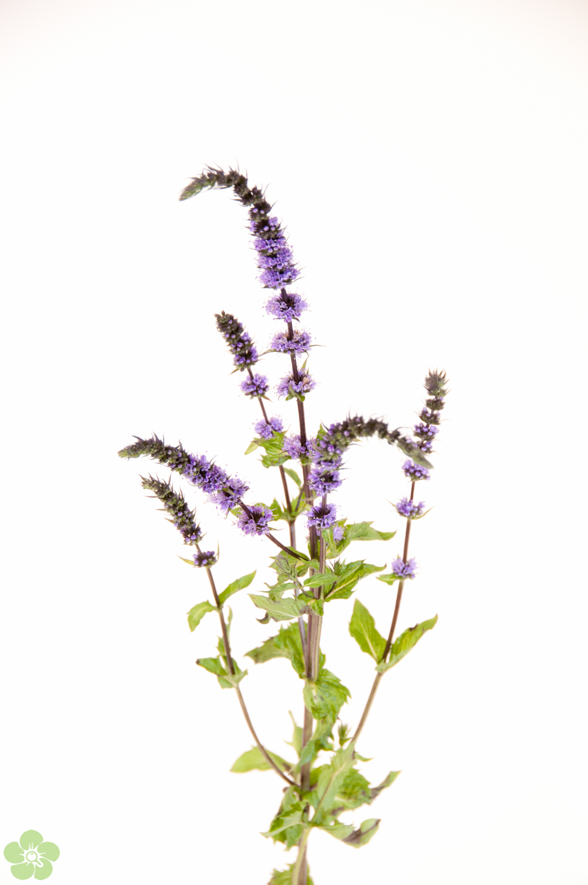 floweracademy