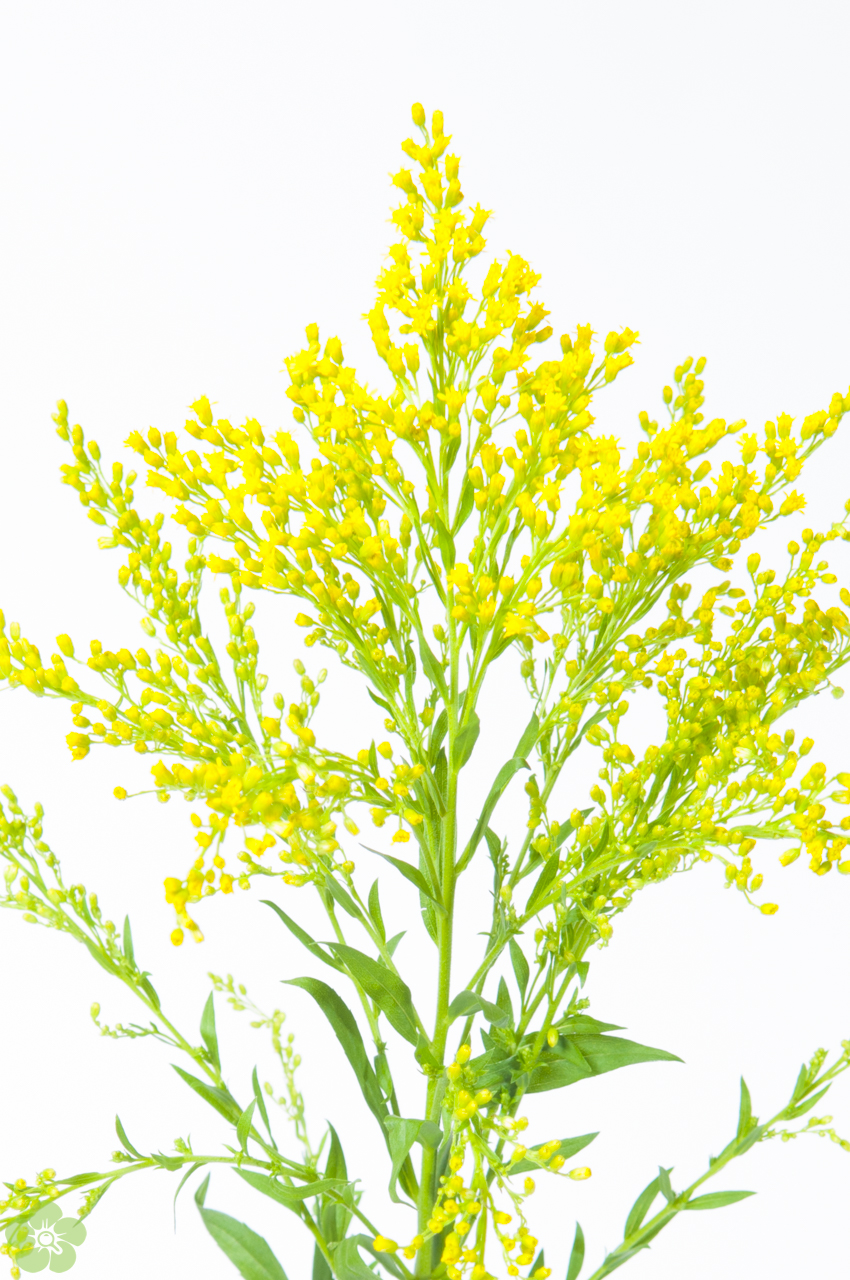 floweracademy