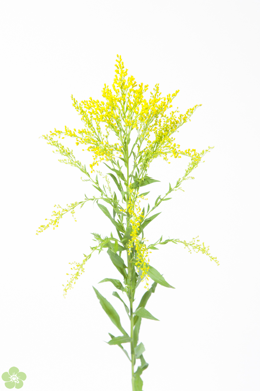 floweracademy
