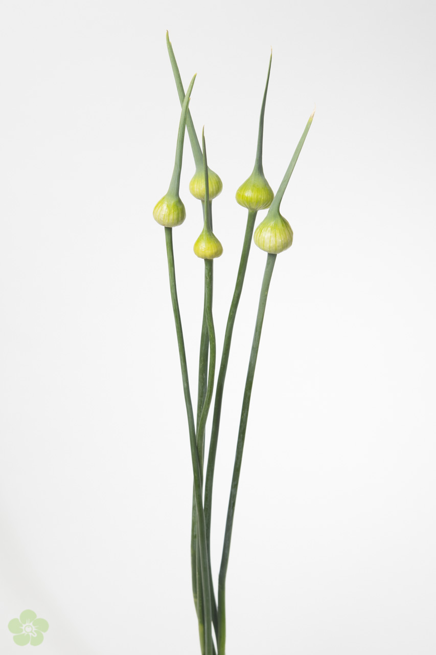 floweracademy