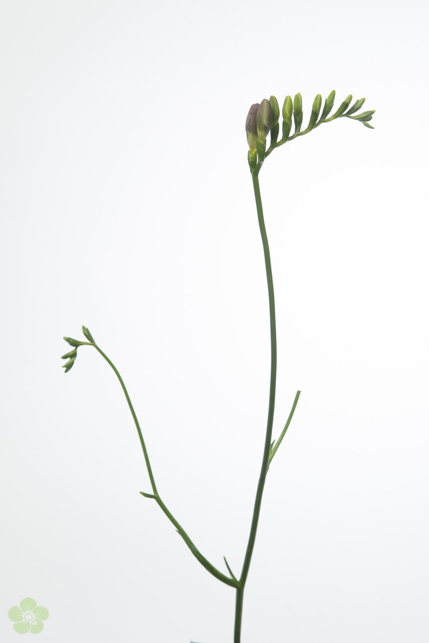 floweracademy