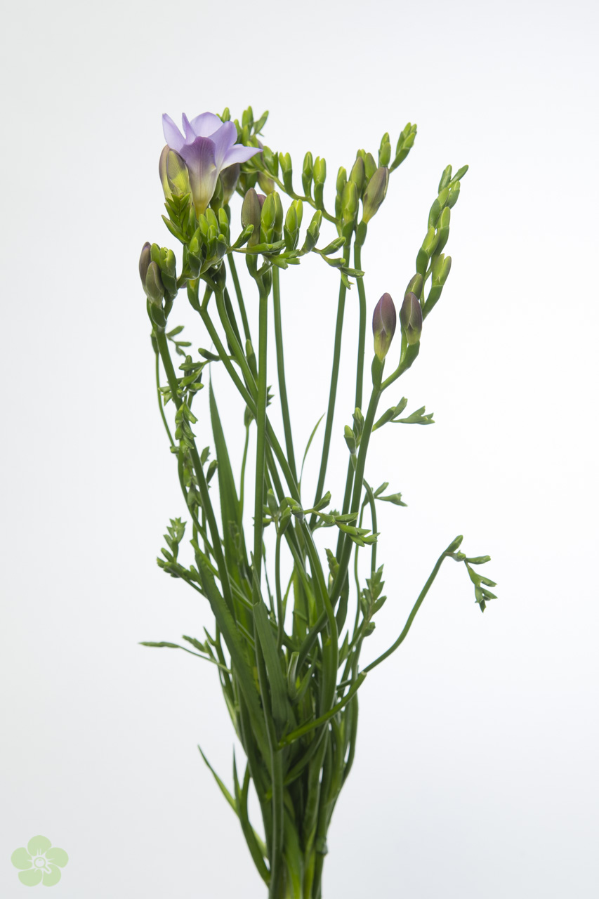 floweracademy