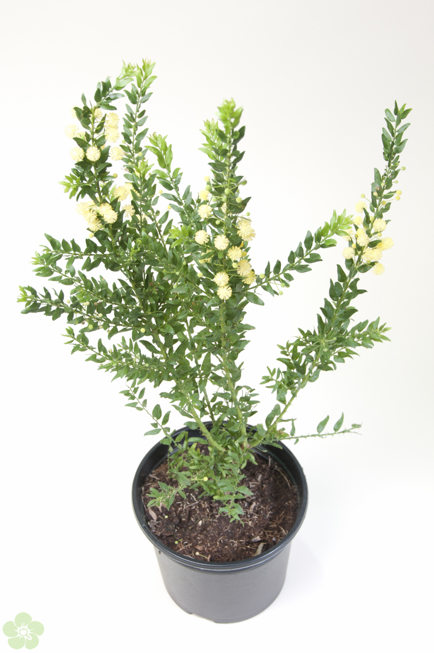 floweracademy