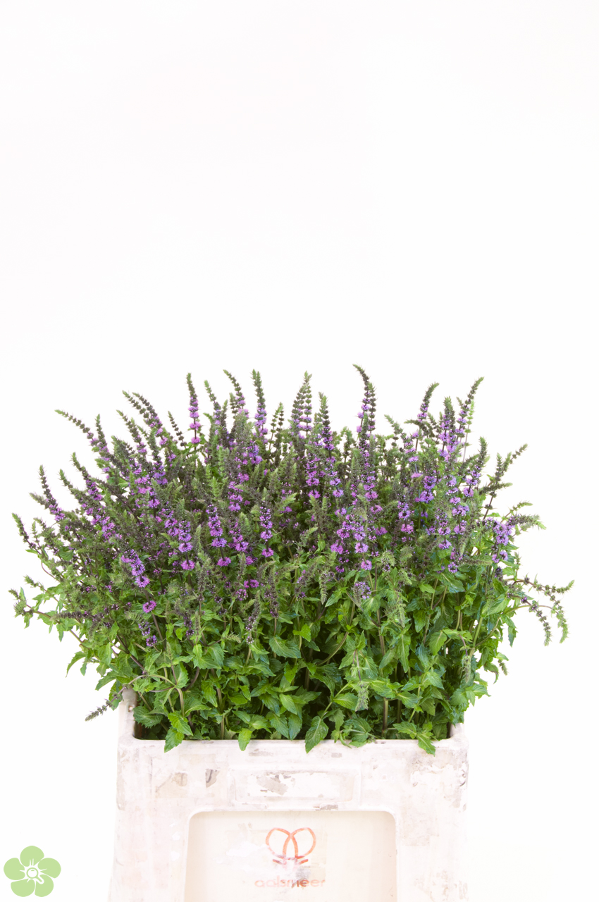 floweracademy