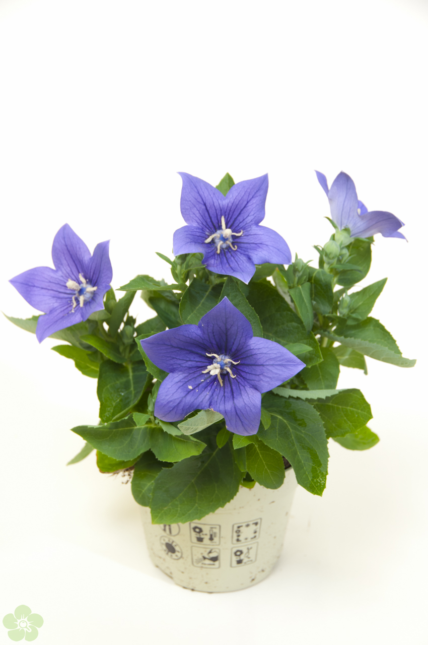 floweracademy