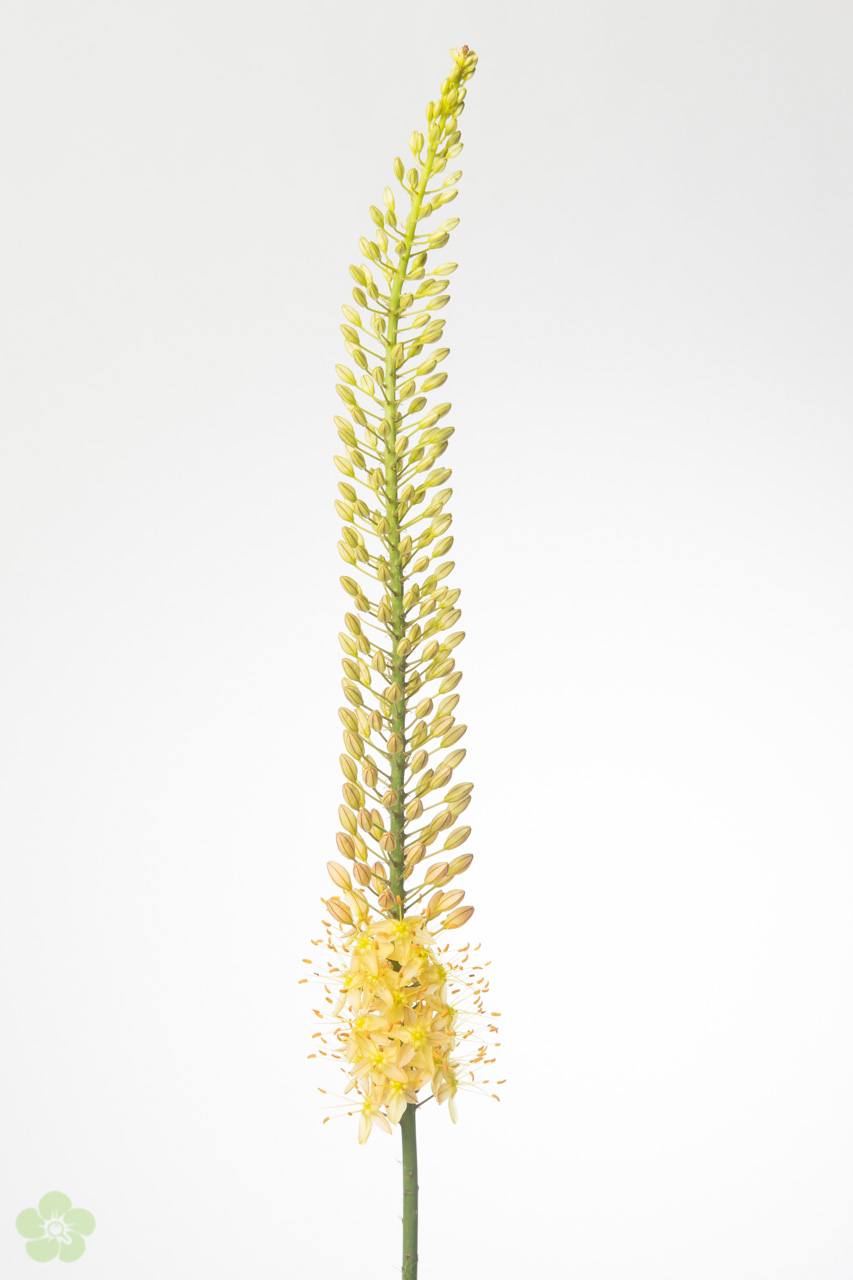 floweracademy