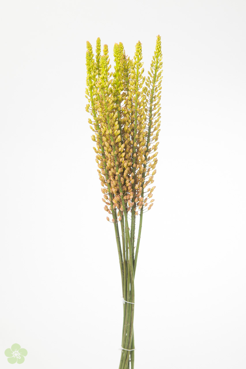 floweracademy