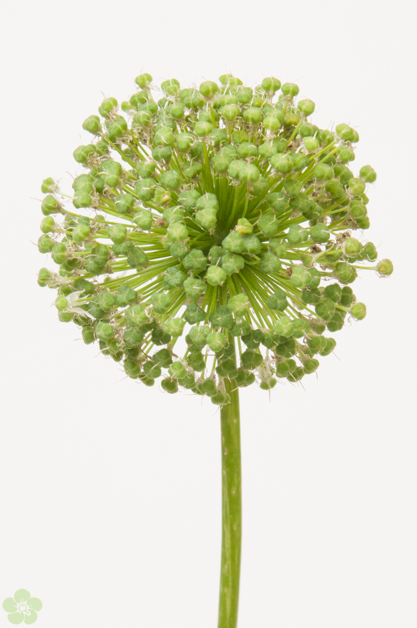 floweracademy