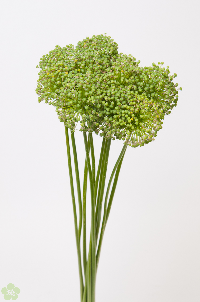 floweracademy