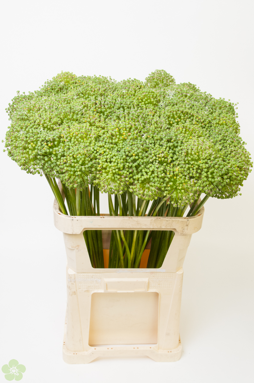 floweracademy