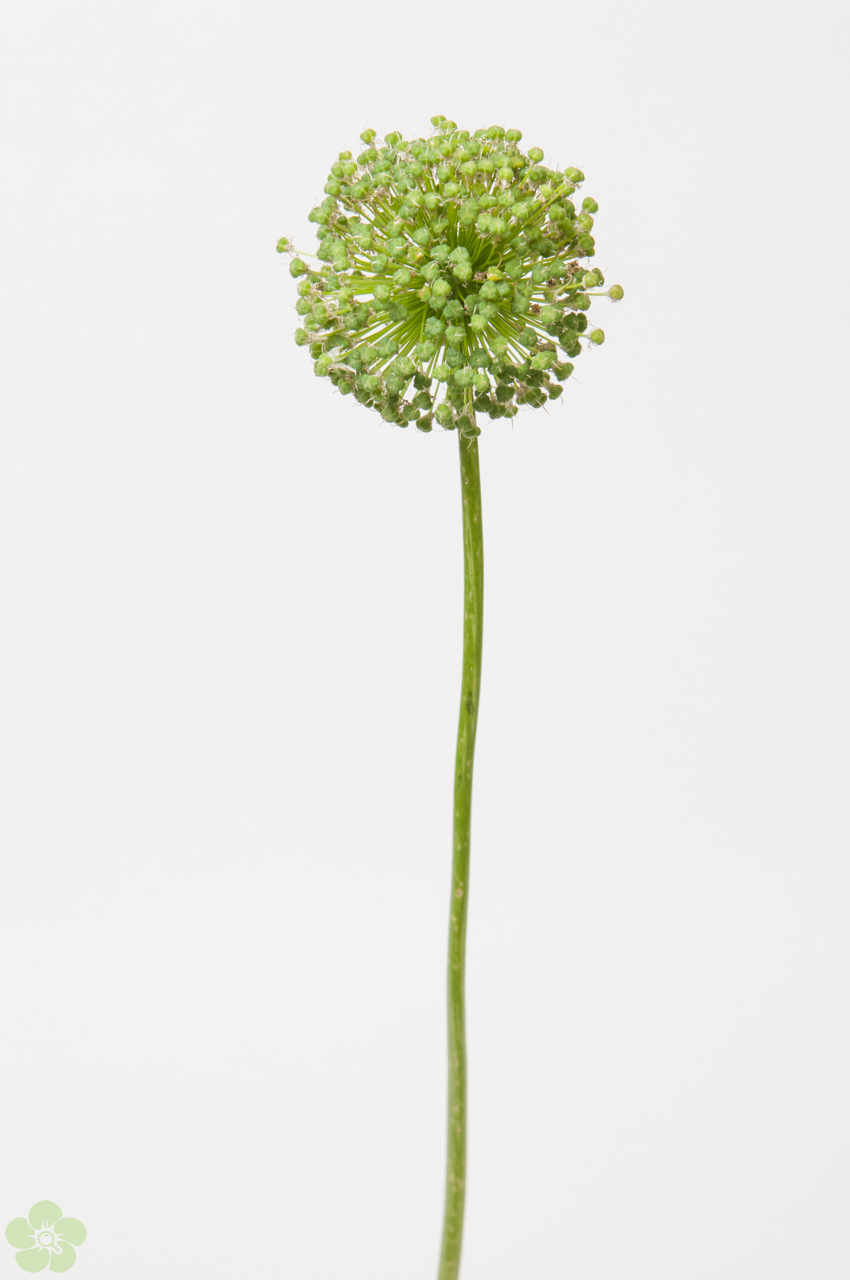 floweracademy