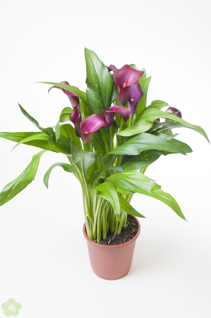 floweracademy