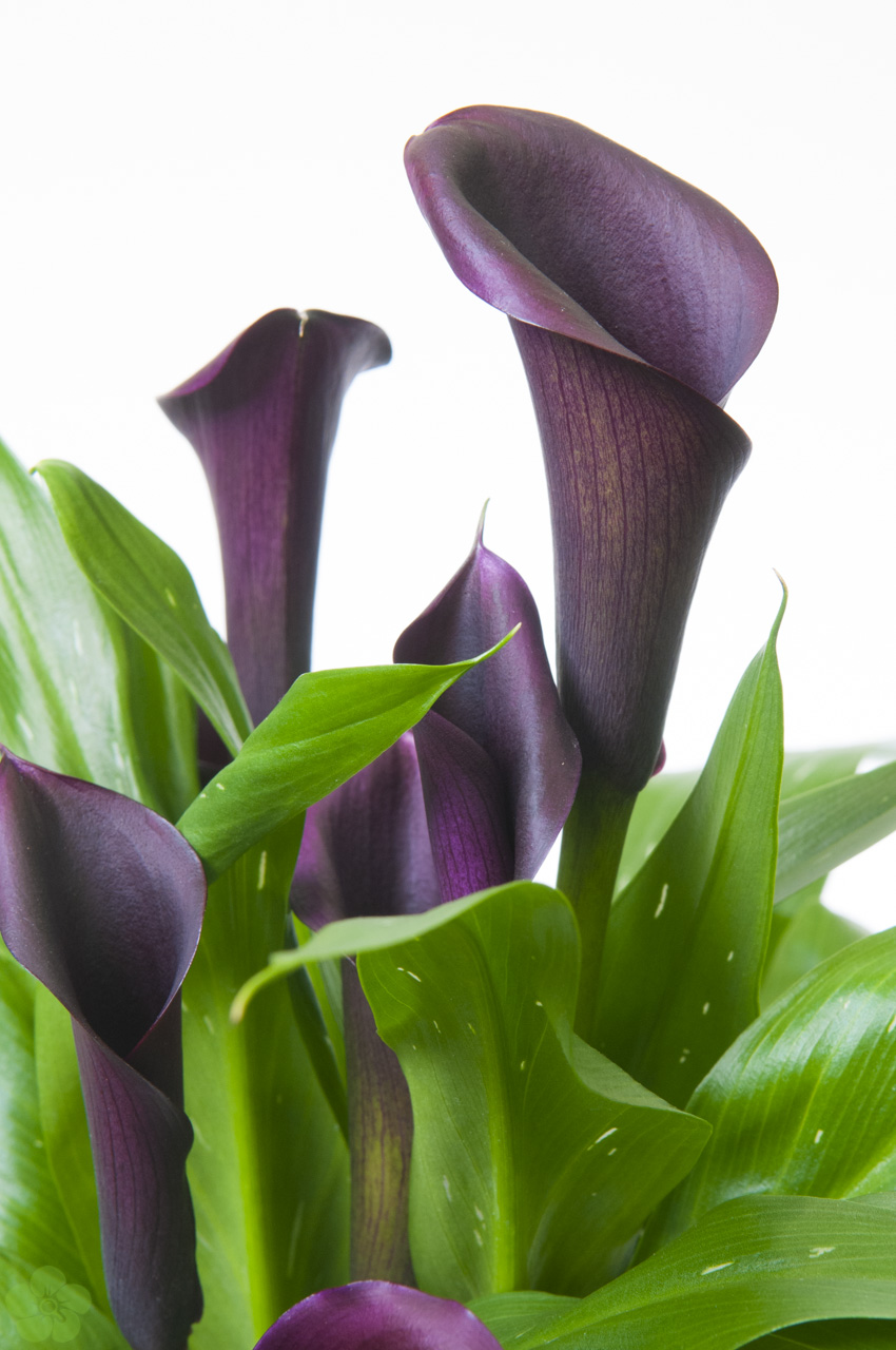 floweracademy