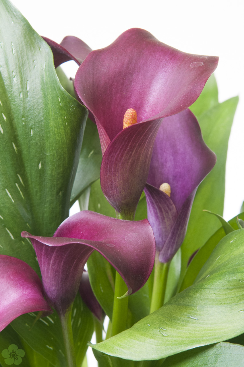 floweracademy