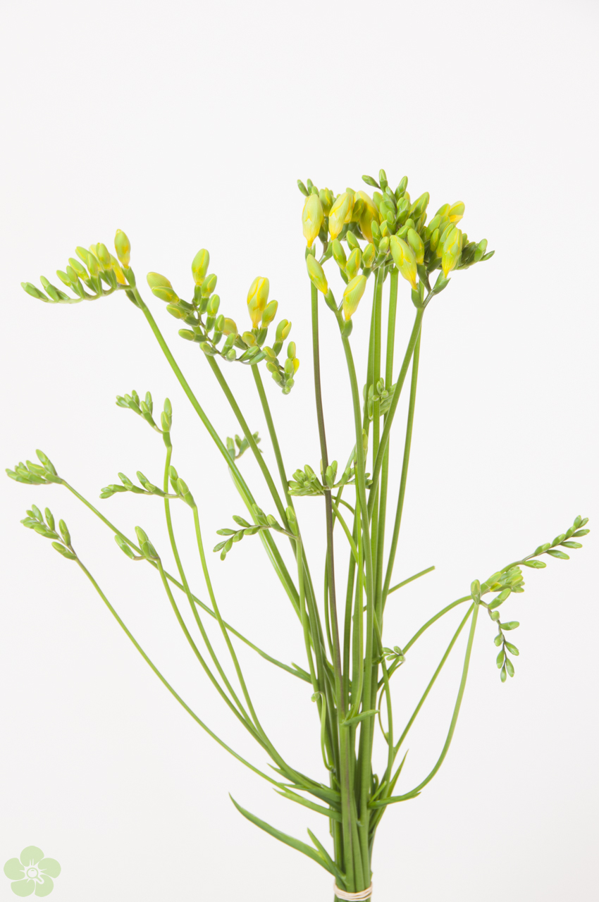 floweracademy