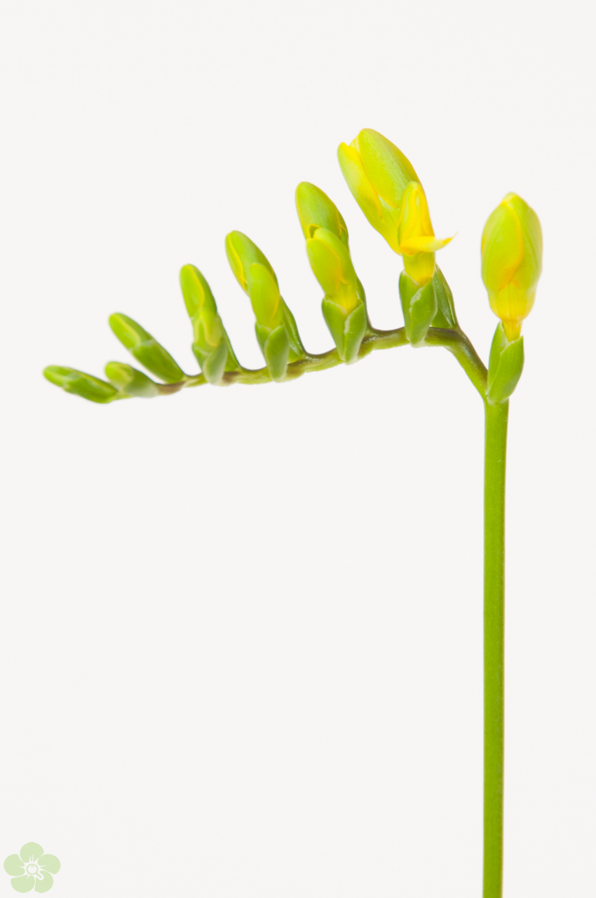 floweracademy