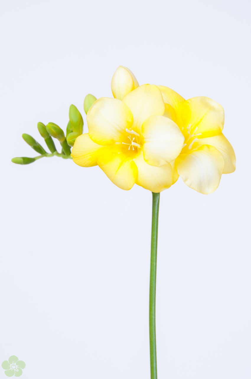 floweracademy