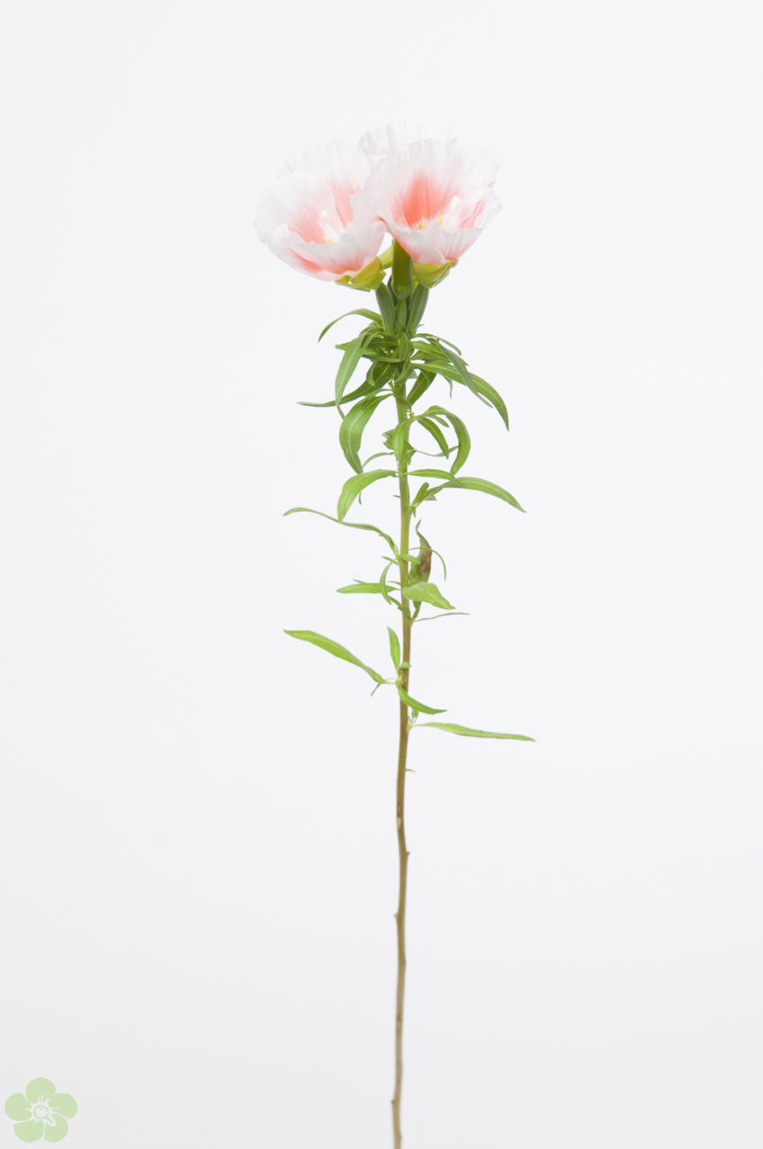 floweracademy
