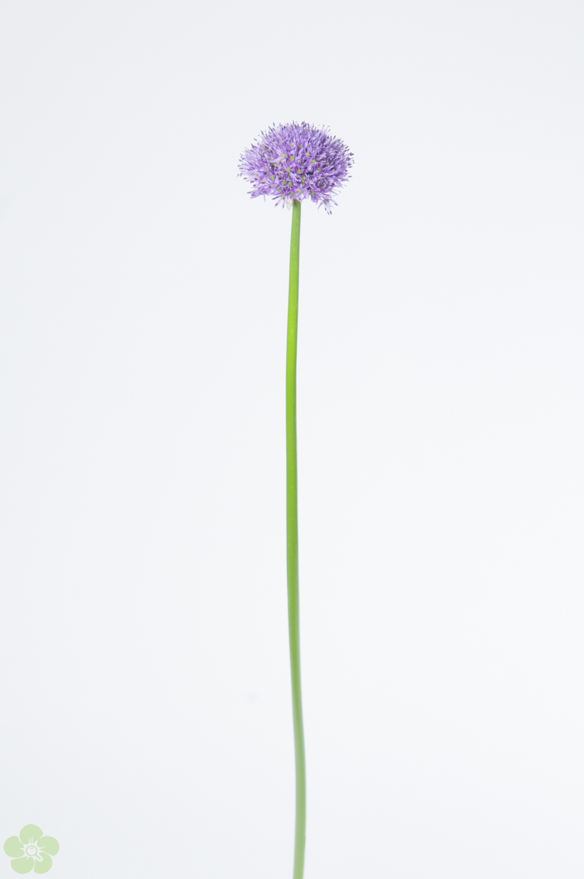 floweracademy