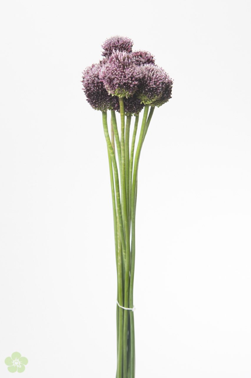 floweracademy